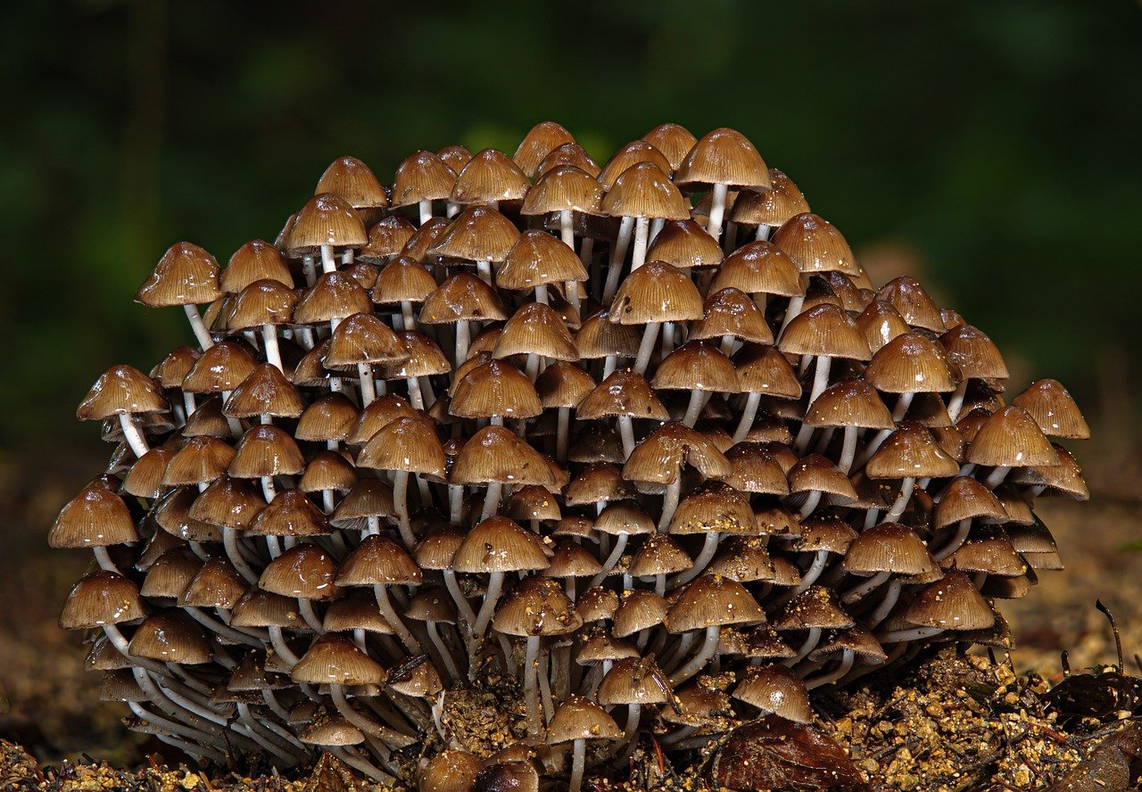 Exploring the Enchanting Forests of the Black Hills